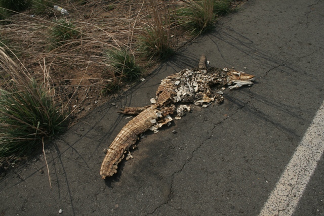 Cayman roadkill--a sad but common sight on Venezuelas highways.
