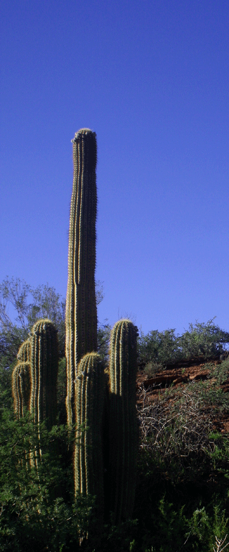 Giant cacti line the route.