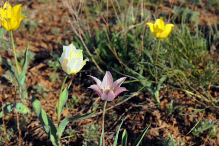 kazak-tulips2