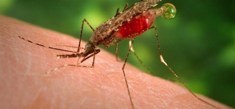 Malaria: our experiences