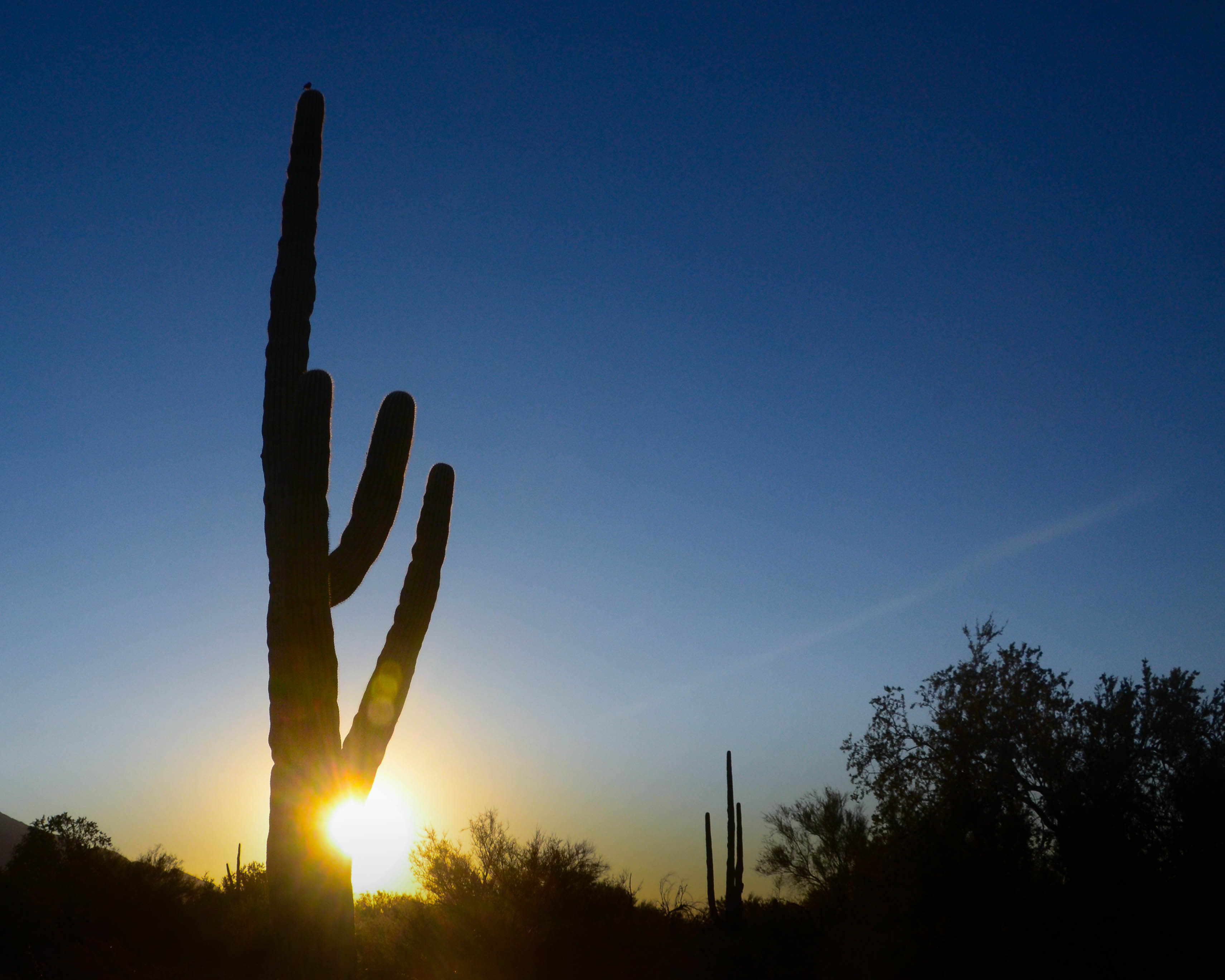sunrise in the Arizona Desert