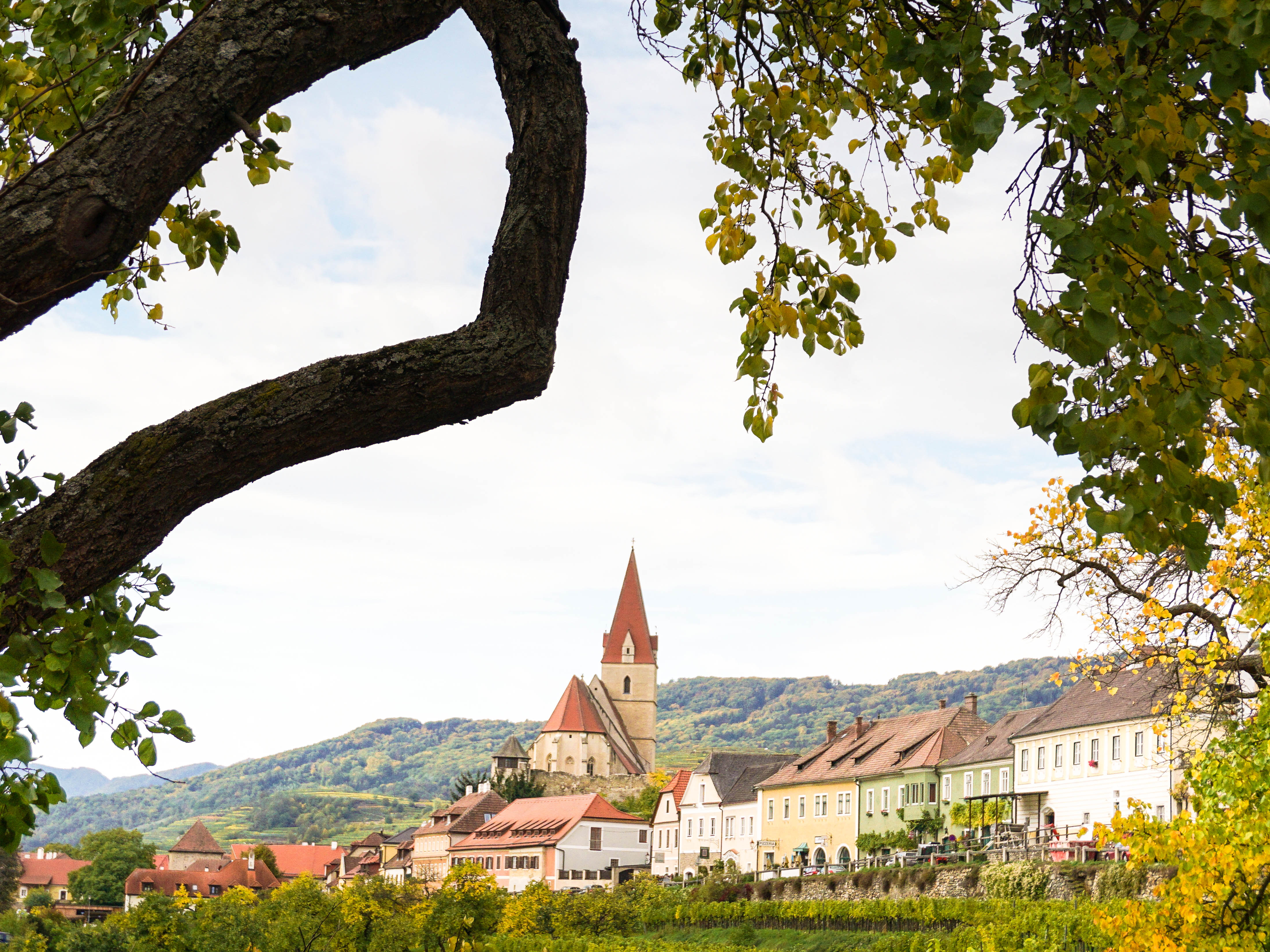 Austrian village with vineyards