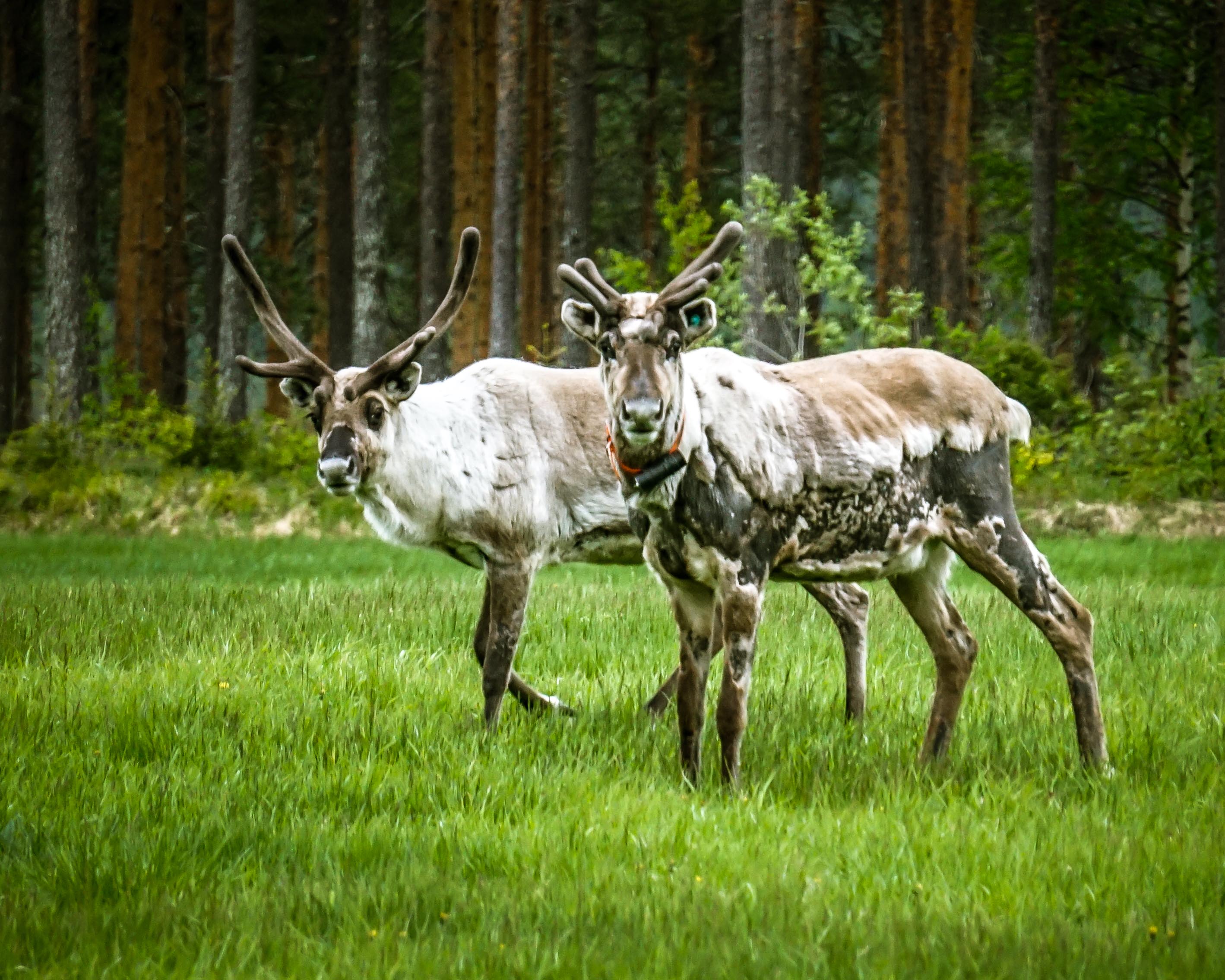 reindeer in Finland