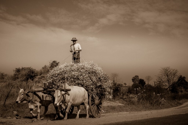 man with oxen cart in Myanmar